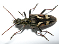 Rhagium bifasciatum